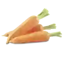 Zanahoria