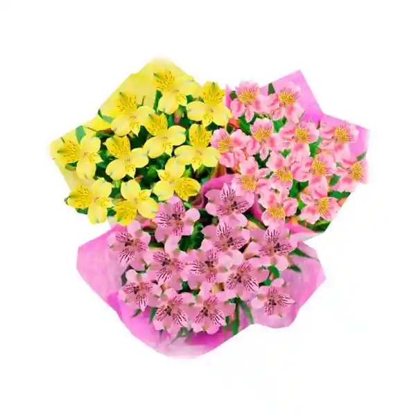 Alstroemeria Fcy 7 Tallos