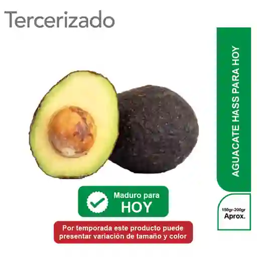 Aguacate Hass Para Hoy Turbo