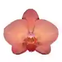 Orquídea Naranja Success en Matera
