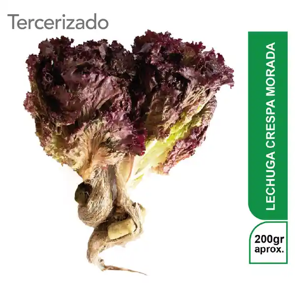 Lechuga Crespa Morada Turbo