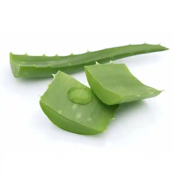 Hoja De Sábila Alejandra Cuervo