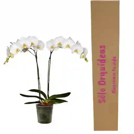 Orquidea Blanca Sin Matera Decorativa