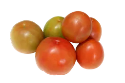 Tomate Chonto