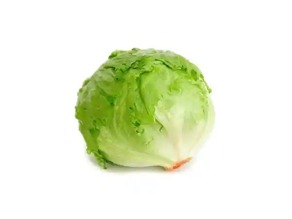 Lechuga Batavia