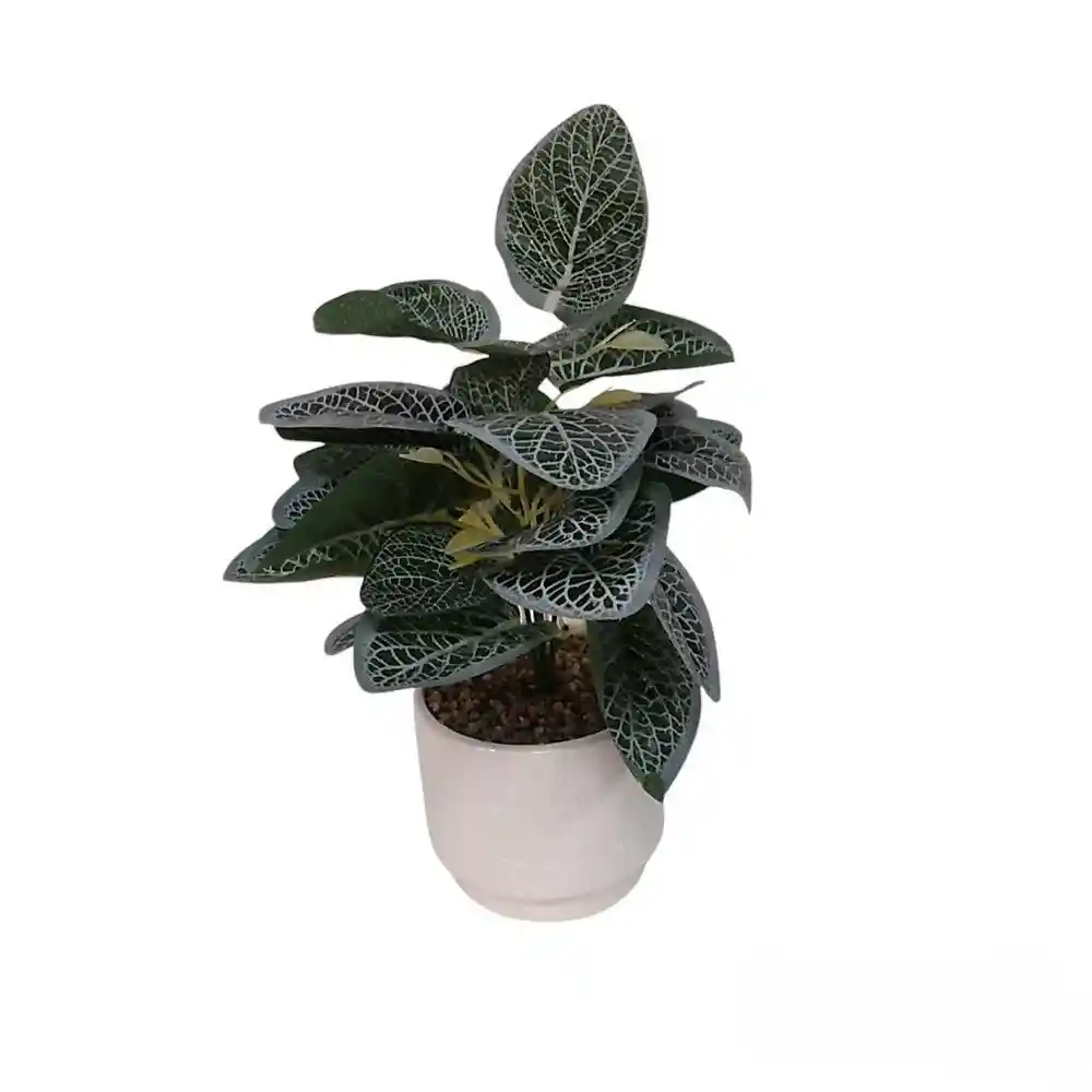 Planta en Maceta 495200020