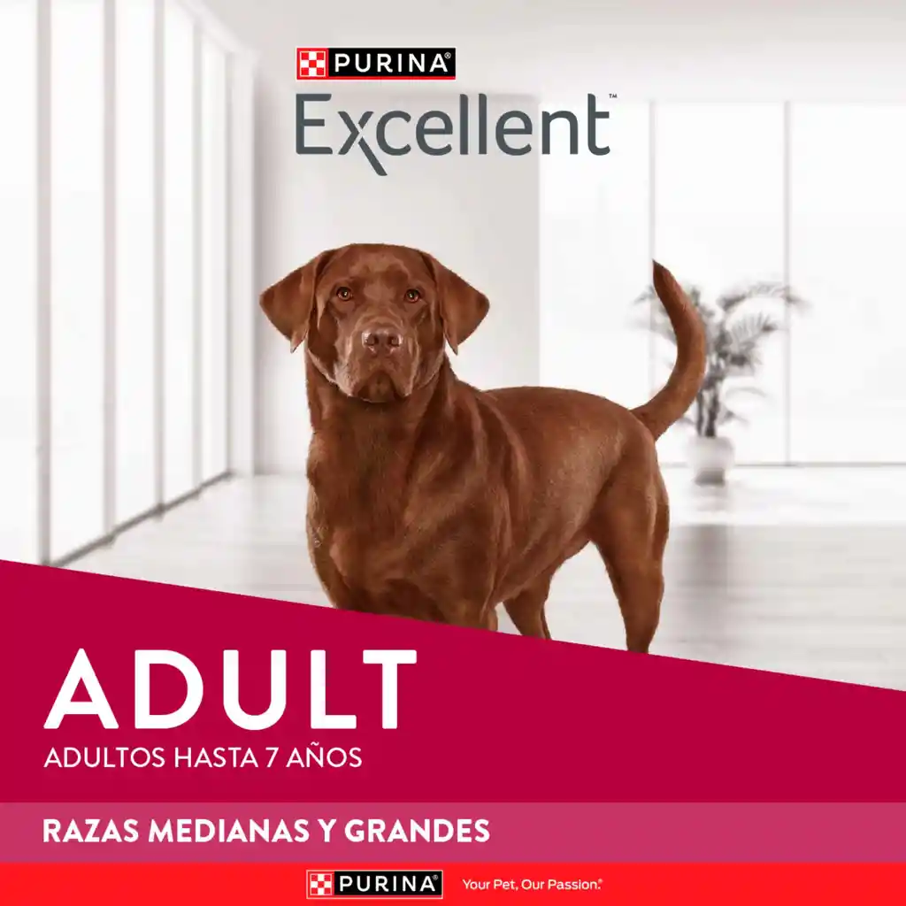 Comida para perros EXCELLENT ADULT Razas Medianas y Grandes x 3 kg