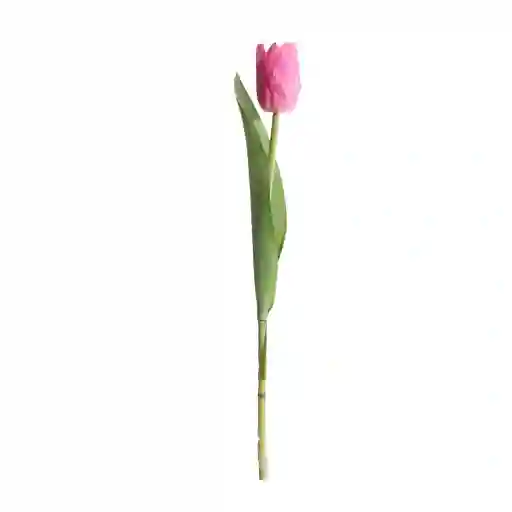 Tulipan Gio Home Mediano Rosa