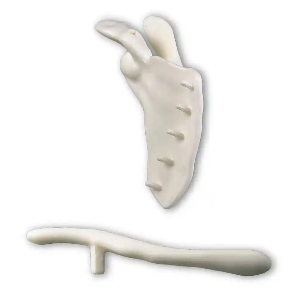 Clavícula Derecha Omoplato Derecho Rba