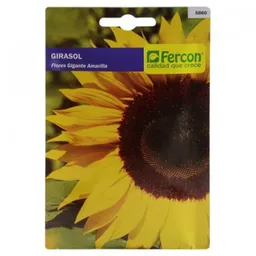 Semillas Flor de Girasol Fercon Sku 163239. Sku 7702899958600