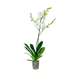 Orquidea Grande Pote 12 (2 ) Tallos Sin Ref