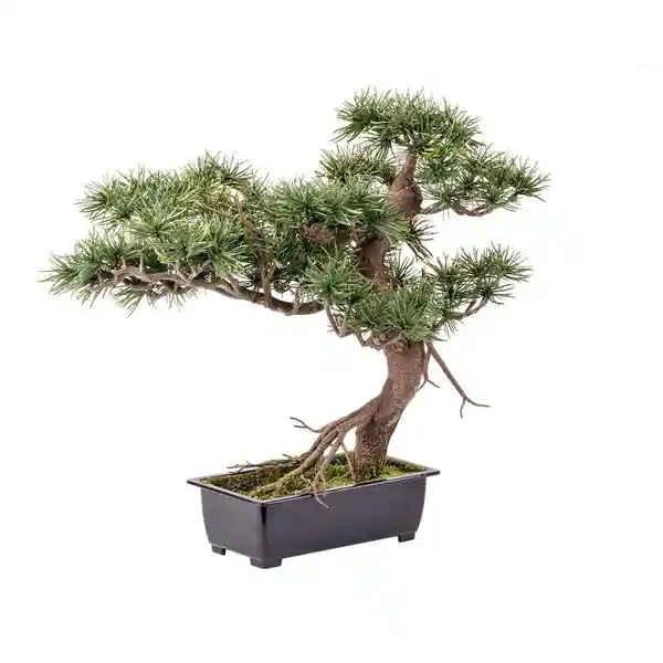 Ambiente Gourmet Bonsai Pino 9170