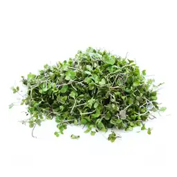 Pomario Brote de Rúgula