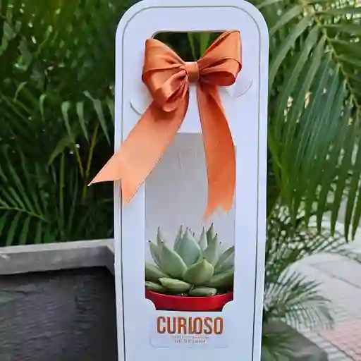 Suculenta Box