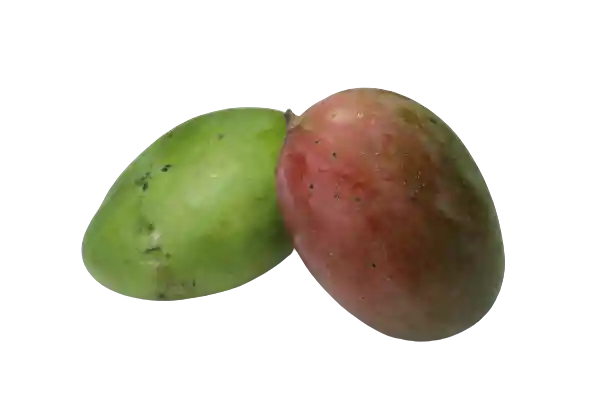 Mango Yulima