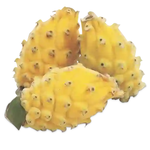 Makro Pitahaya