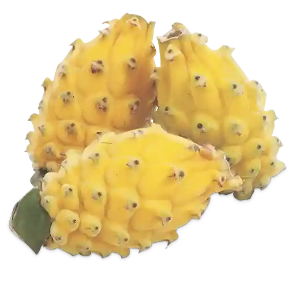 Makro Pitahaya