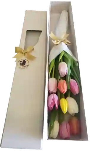 Caja de Tulipanes