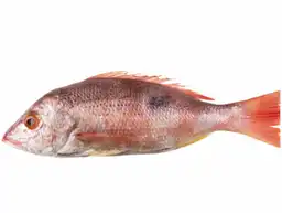 Pargo Rojo