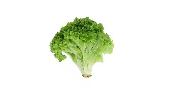 Lechuga Crespa