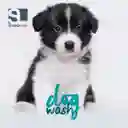 Dog Wash Shampoo para Cachorro Puppy Pure