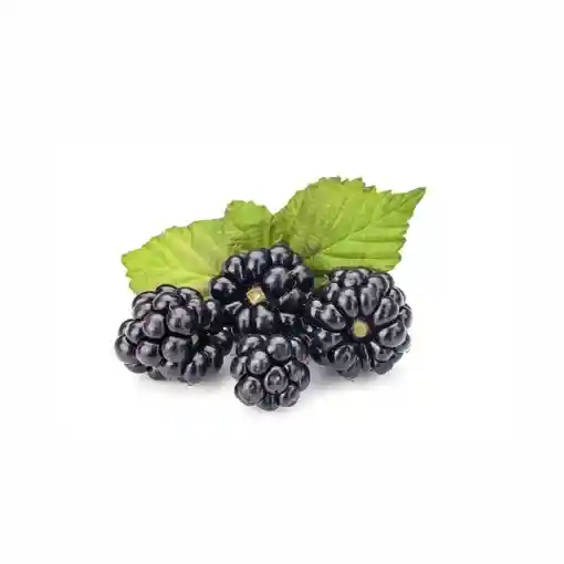 Mora Zarzamora Blackberry Premium - Fruberries