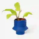 Areaware Matera Strata Plantas Azul