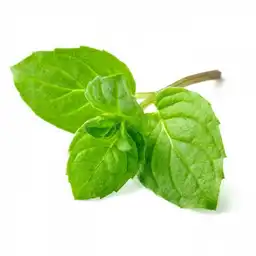  Hoja de Menta Exito