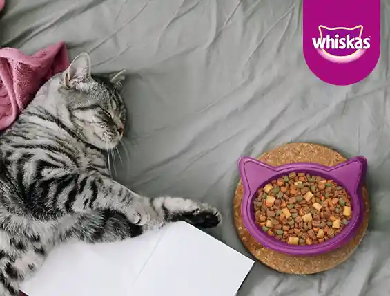 Whiskas alimento para gato adulto carne 3 kg