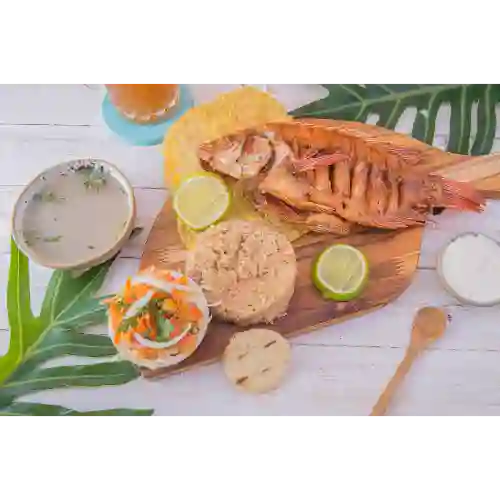 Tilapia