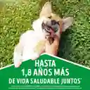 Comida para perro Dog Chow Cachorro medianos y grandes x 8 kg