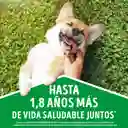 Comida húmeda para perro Dog Chow Adultos Minis y pequeños carne x 100 gr