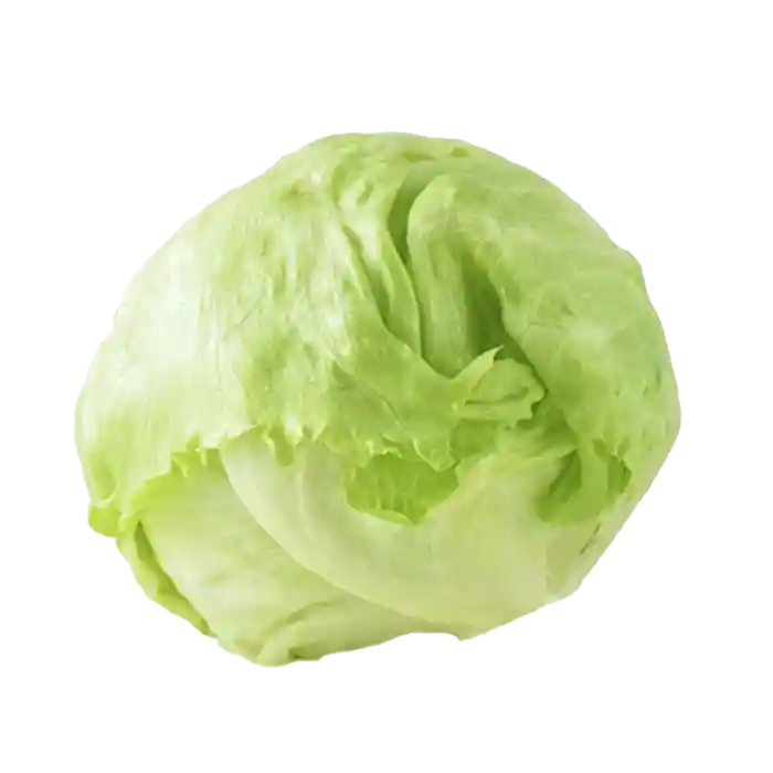 Lechuga Batavia