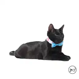 Collar Ajustable Para Gato Michi Rosado