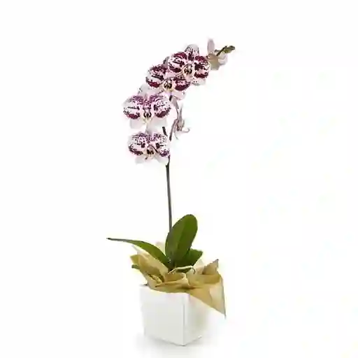 Orquídea Impresionista Elegance en Matera