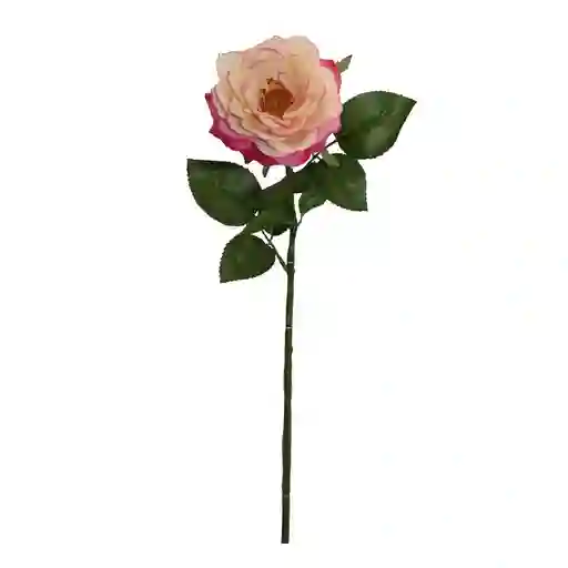 Rosa Gio Home Blanco Rosado Melocoton