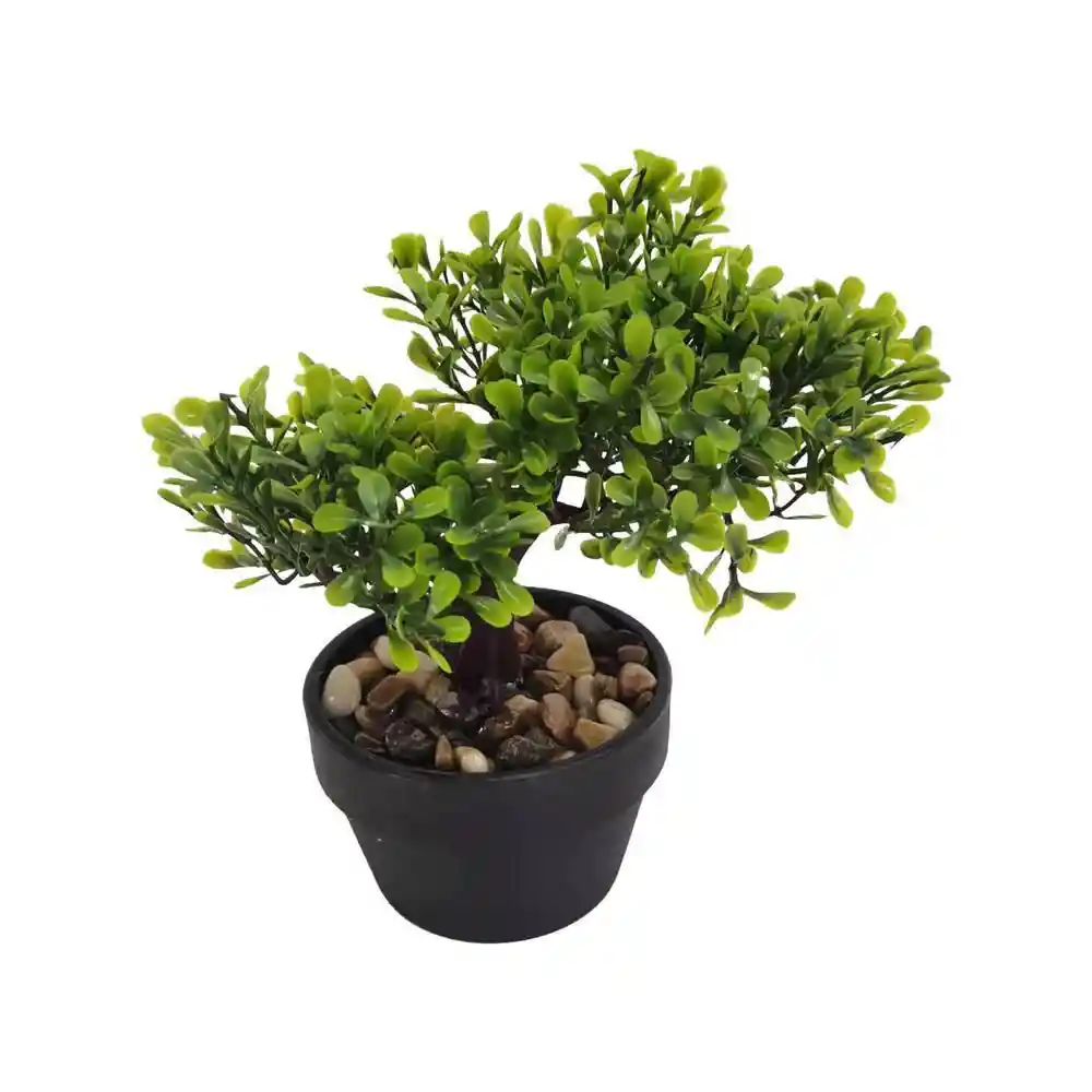 Planta Con Pote Bonsai Concepts 592301448