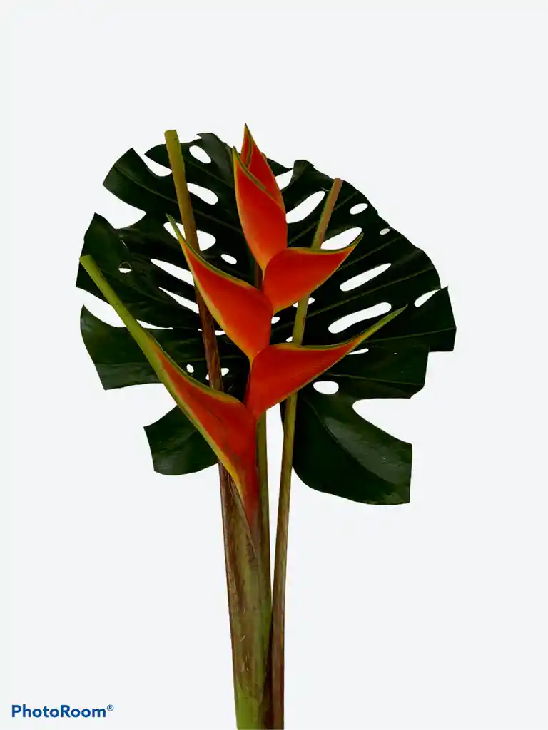 Biohuerto Heliconia Por Unidad