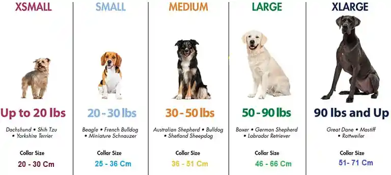 Coastal Pet Collar Para Perro Sty Huesos Negro L