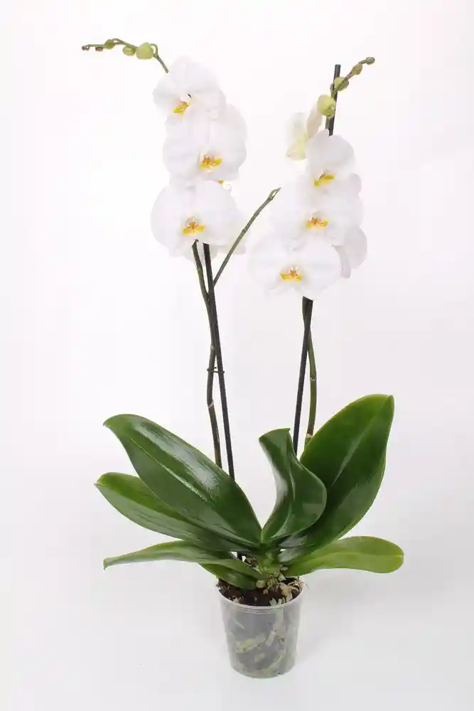 Orquidea 2 Tallos Premium Planta