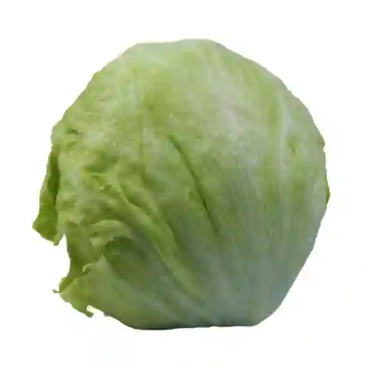 Lechuga Batavia