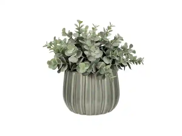 Maceta Con Planta Cerámica Casaideas