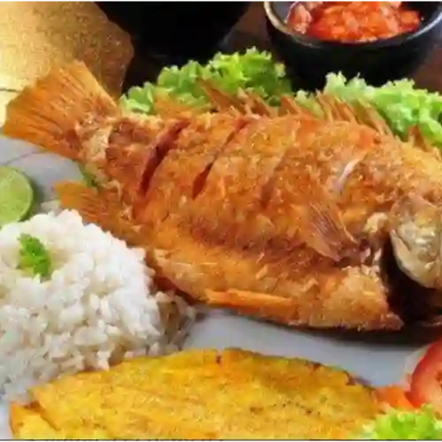 Tilapia
