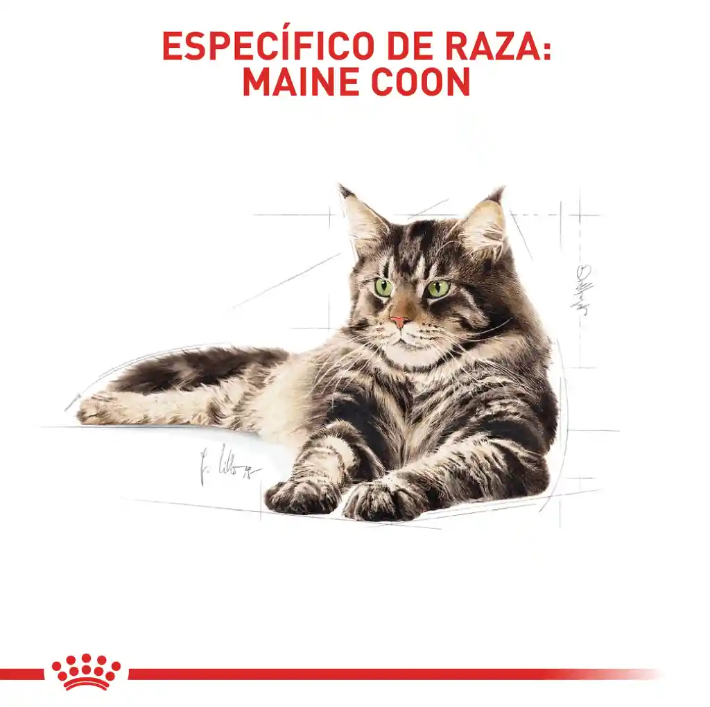 Royal Canin Feline Breed Nutrition Dry Maine Coon Adult 2Kg