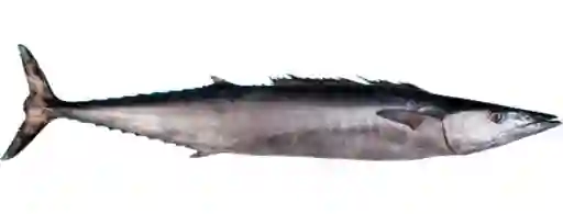 Sierra Wahoo Entera