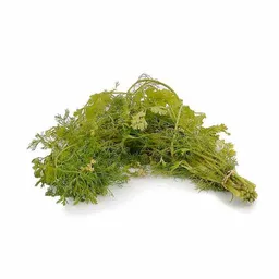 Cilantro Criollo Macito Olímpica