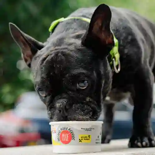 Helado de Mango para Perro