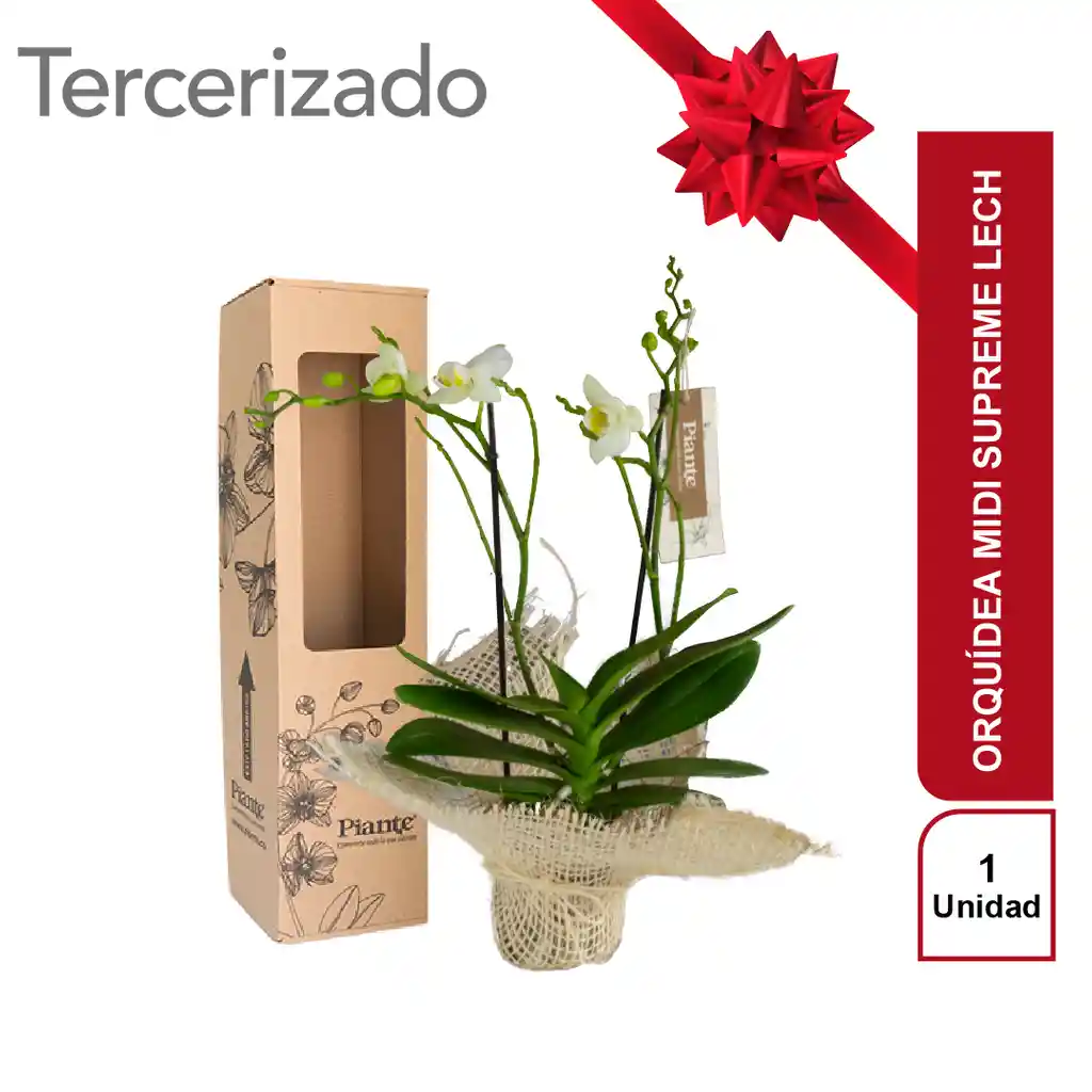 Orquídea midi supreme Lech Con Fique Decorativo