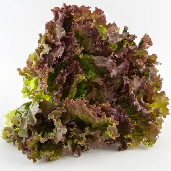 Morada Lechuga Crespa