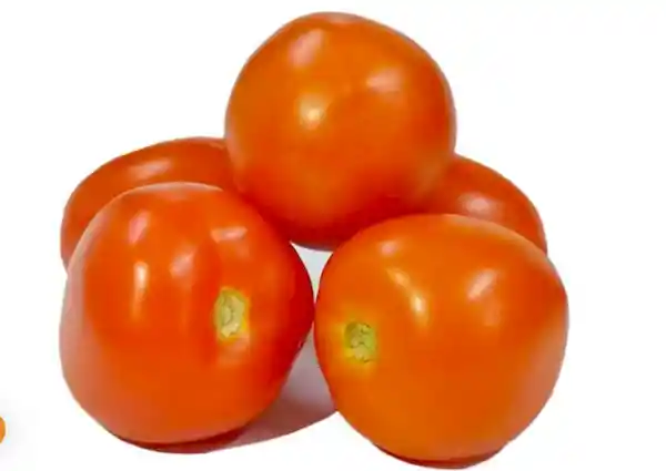 Tomate Chonto